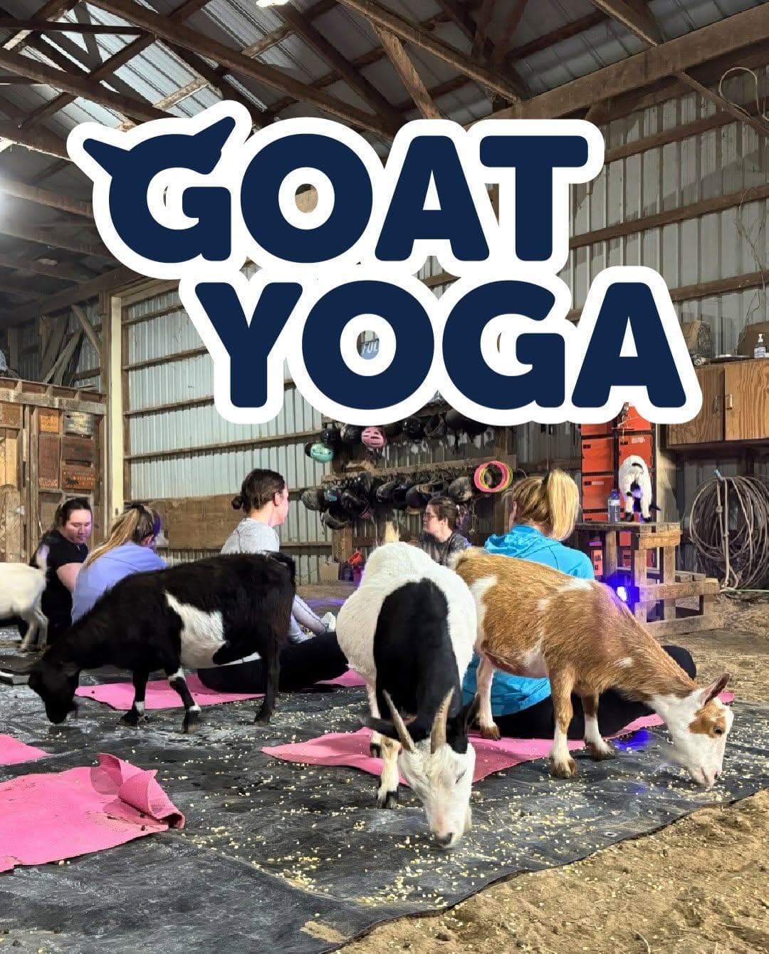 Goat Yoga